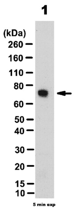 RNF168 Rabbit anti-Human, Mouse, Polyclonal, MilliporeSigma 100&mu;g; Unlabeled:Antibodies,